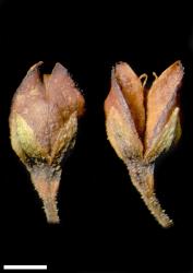 Veronica stricta var. stricta. Capsules. Scale = 1 mm.
 Image: W.M. Malcolm © Te Papa CC-BY-NC 3.0 NZ